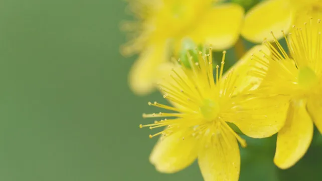 Le millepertuis : quels bienfaits sur l’anxiété ?