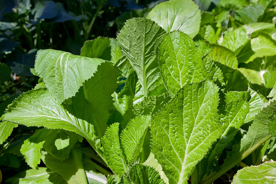 Les feuilles de moutarde